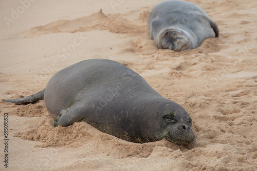 Closeup of a Hawaiian monk seal (Neomonachus schauinslandi) resting on the sands of Poipu beach, Kauai, Hawaii, USA