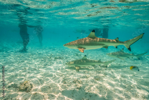 French Polynesia, Bora Bora. Black-tip reef sharks near tourists.