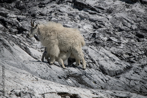 Mountain goat kid nursing from its mom on Gloomy Knob.