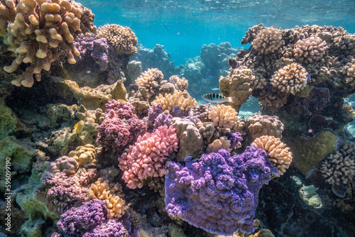 French Polynesia  Bora Bora. Close-up of coral garden.