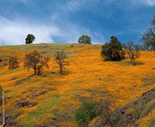California poppies blooming in a field in Amador County. photo