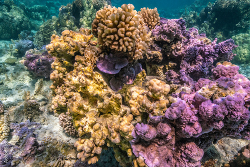Fototapeta Naklejka Na Ścianę i Meble -  French Polynesia, Bora Bora. Close-up of coral garden.
