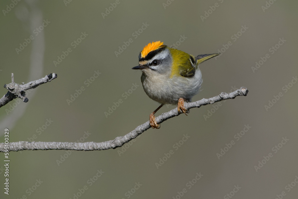 Fototapeta premium Common Firecrest (Regulus ignicapilla) perched on a branch