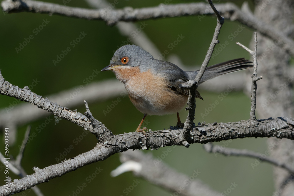 Subalpine Warbler (Sylvia cantillans) perched on a branch