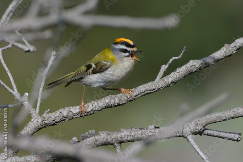 Common Firecrest (Regulus ignicapilla) singing on a branch