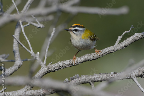 Common Firecrest (Regulus ignicapilla) perched on a branch