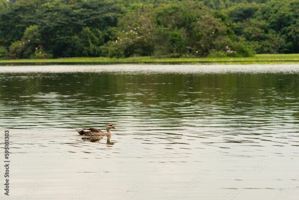 Birds on display in the Karanji Nature park and lake in Mysuru Karnataka Birds on display in the Karanji Nature park and lake in Mysuru Karnataka