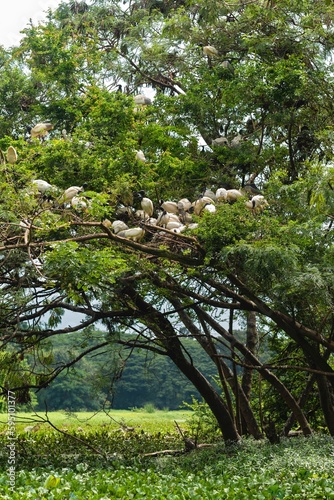 Birds on display in the Karanji Nature park and lake in Mysuru Karnataka photo