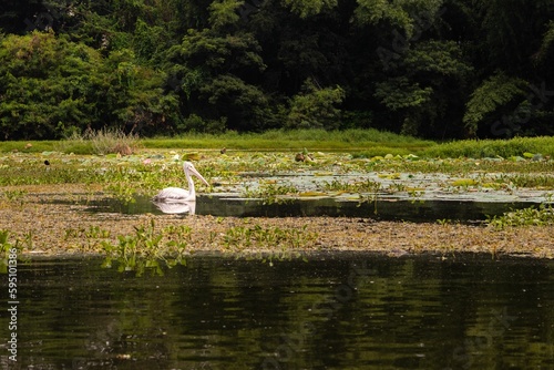 Birds on display in the Karanji Nature park and lake in Mysuru Karnataka photo