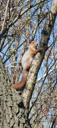 squirrel on a tree