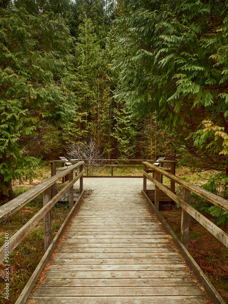 Fototapeta premium Camino de madera entre los árboles