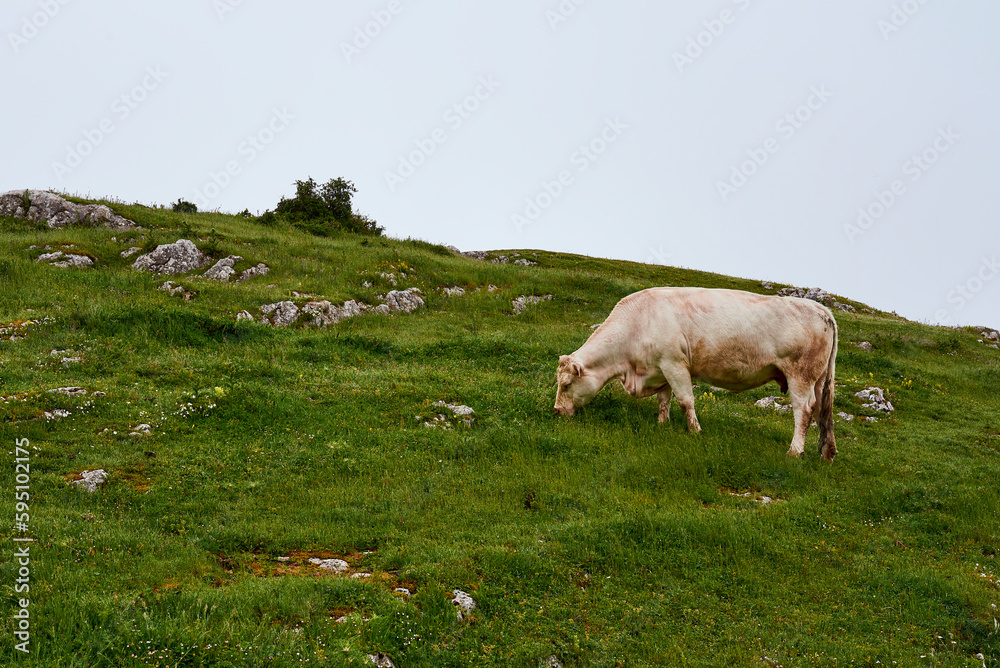 Vaca pastando en un campo verde en primavera Vaca pastando en un campo verde en primavera