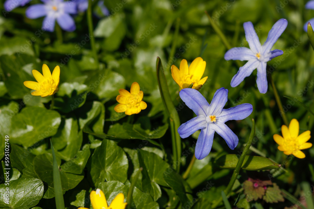 Chionodoxa forbesii 'Blue Giant' - Schneeglanz Chionodoxa forbesii 'Blue Giant' - Schneeglanz