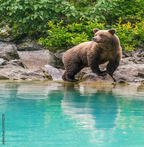 Alaska  Lake Clark. Young grizzly bear walks along the shoreline.