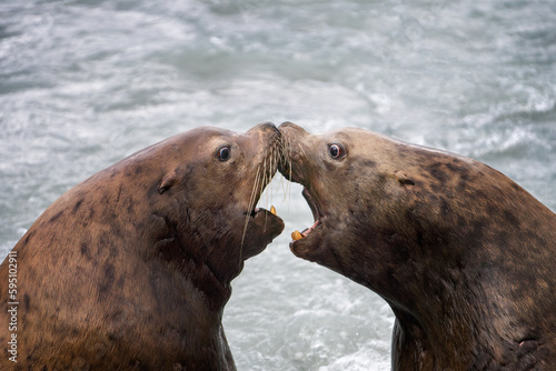 Alaska, Valdez. Two stellar sea lions touching nose to nose.