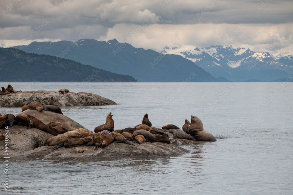 The mountains of Glacier Bay rise above these Steller sea lions.