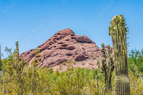 Saguaro cactus blooming, Brown Mountain, Desert Botanical Garden, Phoenix, Arizona.