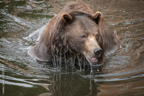 Brown bear drips as it comes out of a pond at Fortress of the Bear, a rescue center.