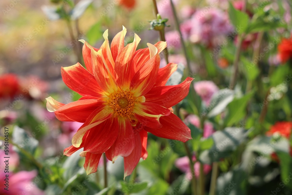 Closeup of an orange dahlia flower in the green field on a sunny day