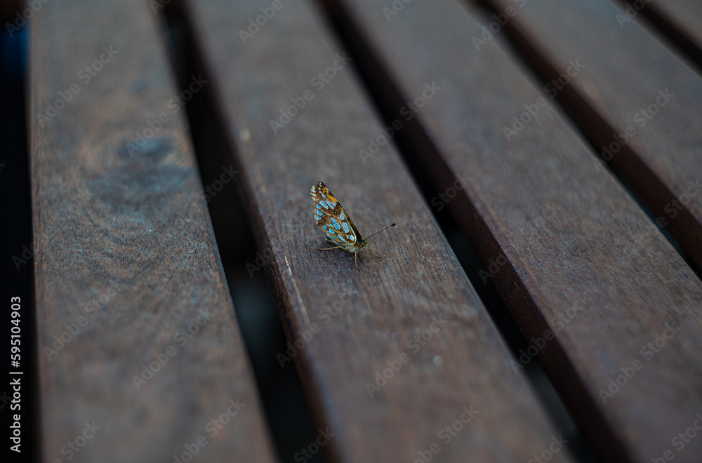 Close up of butterfly on wooden background Close up of butterfly on wooden background