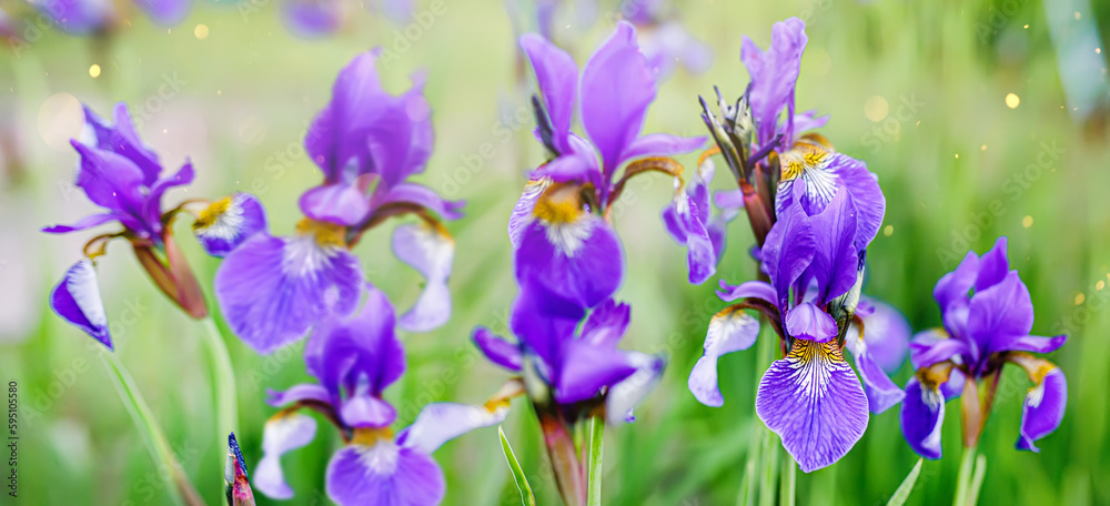 Close-up shot of a single delicate purple iris flower with yellow pollen in the center