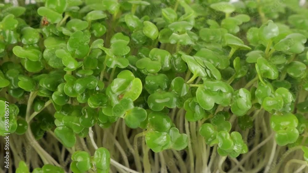 Watering microgreens arugula seedling with small drops of water. Slow motion. Watering microgreens arugula seedling with small drops of water. Slow motion.