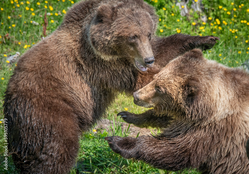 Two bears play fighting at Fortress of the Bear.