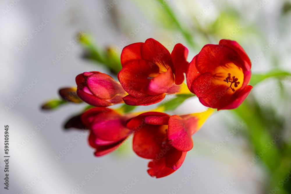 Floral composition with seasonal flowers Floral composition with seasonal flowers