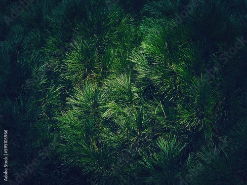 Closeup dark green pine tree texture. Evergreen needles natural background