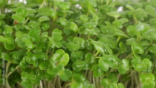 Wallpaper Mural Watering microgreens arugula seedling with small drops of water. Slow motion. Torontodigital.ca