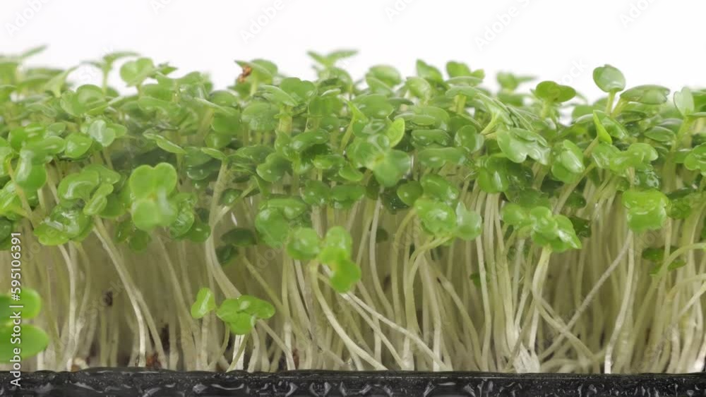 Watering microgreens arugula seedling with small drops of water. Slow motion. The microgreen in plastic trays. Watering microgreens arugula seedling with small drops of water. Slow motion. The microgreen in plastic trays.