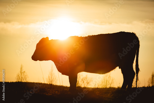 Cow Silhouette grazing on a hill during golden hour