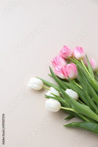 Fototapeta Naklejka Na Ścianę i Meble -  tulips on neutral background 