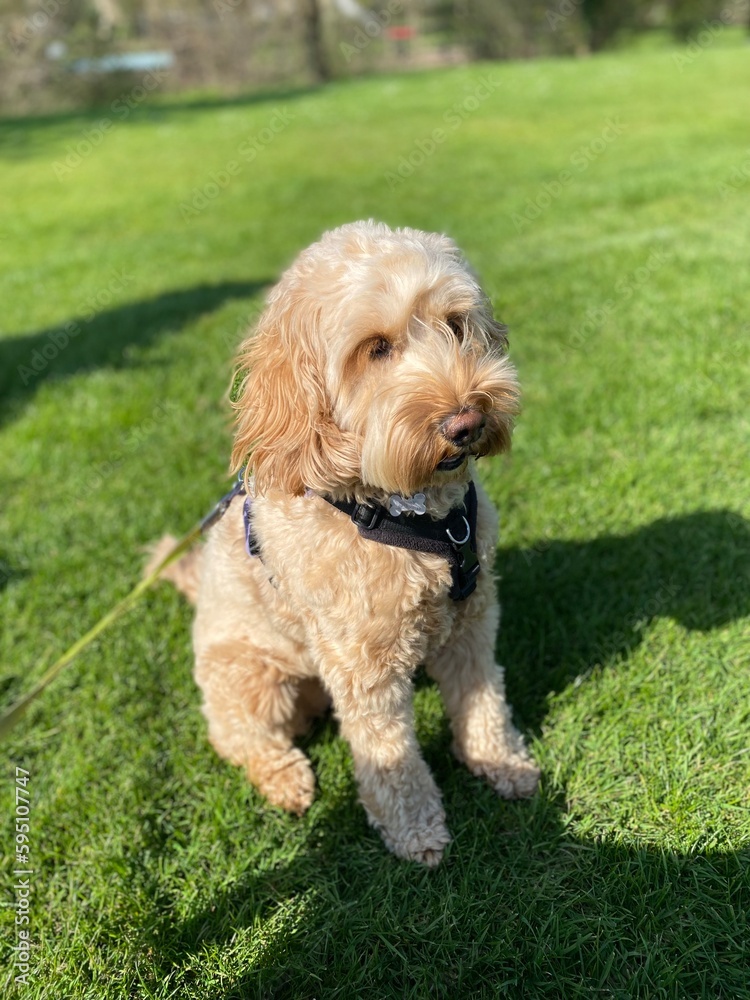 dog in the grass