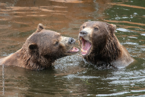 Fotomurale Brown bears tussle at Fortress of the Bear, a rescue center.