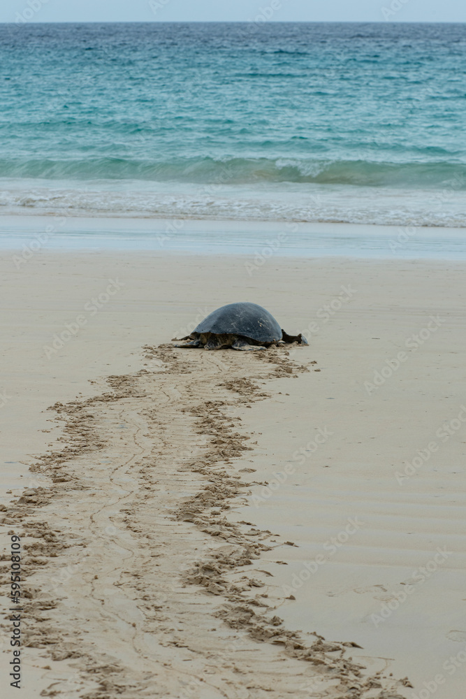 Galapagos turtle returning to the ocean after laying eggs.