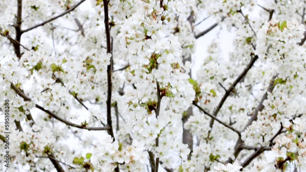 The beautiful white petals of a lush tree in full bloom gracefully glide with the breeze against an idyllic blue sky. Clear spring day. The beautiful white petals of a lush tree in full bloom gracefully glide with the breeze against an idyllic blue sky. Clear spring day.