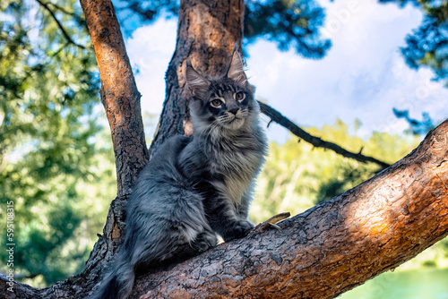 Photography A very bright blue Maine Coon cat sitting on a tree...