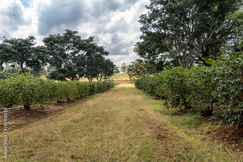 Coffee bean plants grow in rows at a coffee plantation farm in Kenya, Africa. Harvest concept