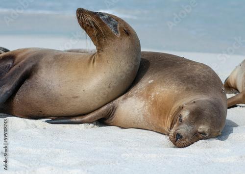 These sea lions cuddle at Gardner Bay  Espanola Island.