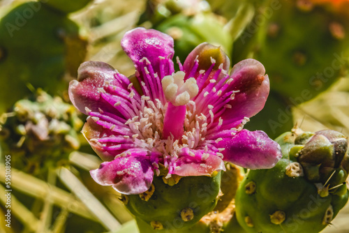 Pink blossom chain fruit cholla, Desert Botanical Garden, Phoenix, Arizona. photo