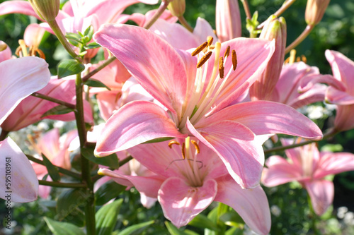 Pink lilly in the garden,Lily joop flowers,Lilium oriental joop.