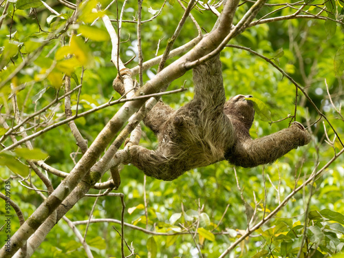 Brown-throated sloth, Costa Rica, Central America © Danita Delimont