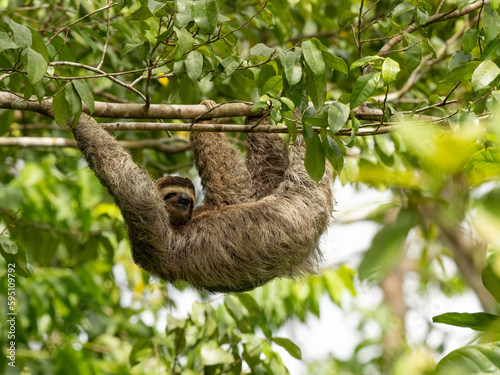 Brown-throated sloth, Costa Rica, Central America © Danita Delimont