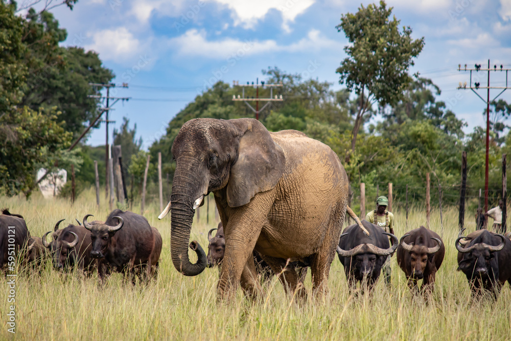 Members of big five African animals, elephant and buffalo walking together in savannah in African open vehicle safari in Zimbabwe, Imire Rhino & Wildlife Conservancy Members of big five African animals, elephant and buffalo walking together in savannah in African open vehicle safari in Zimbabwe, Imire Rhino & Wildlife Conservancy