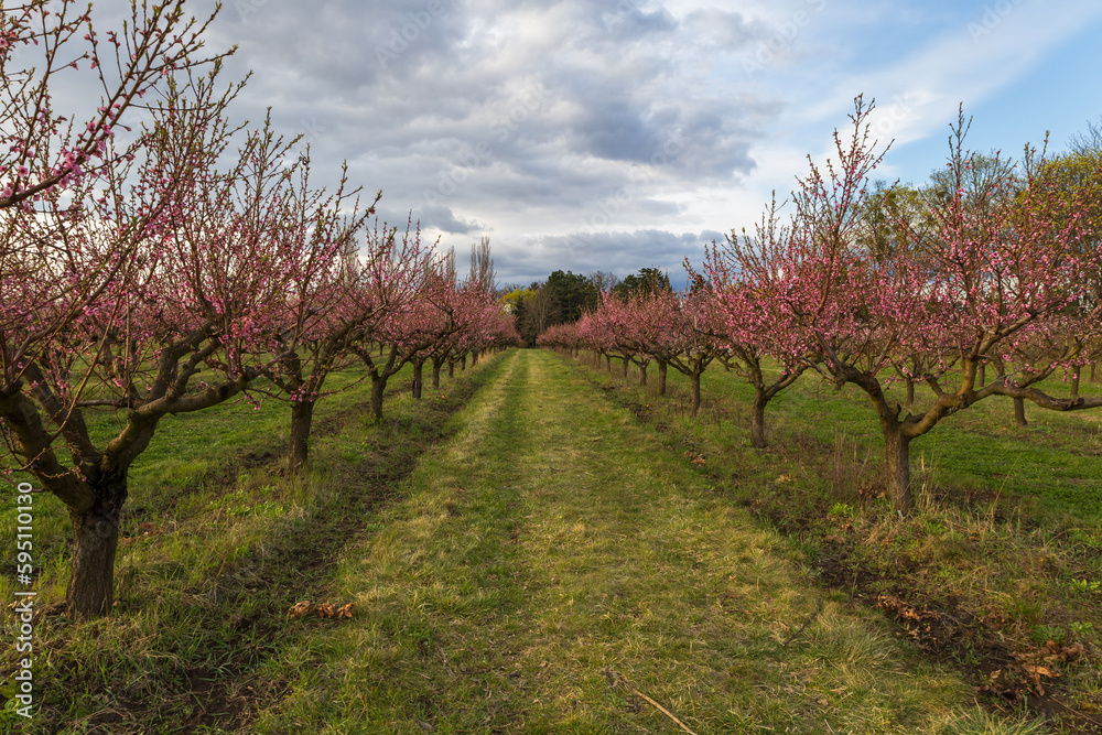 Beautiful peach orchard. There are pink flowers on the trees. There is green grass between the trees. The sky is blue. Beautiful peach orchard. There are pink flowers on the trees. There is green grass between the trees. The sky is blue.