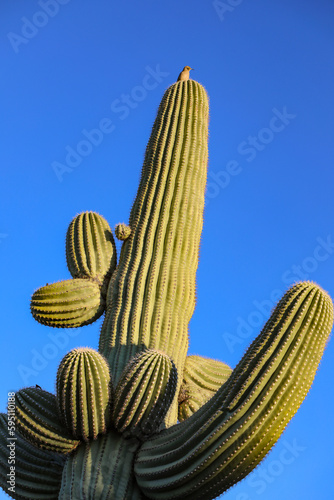 Apache Junction, Arizona, USA. Wren on Saguaro Cactus