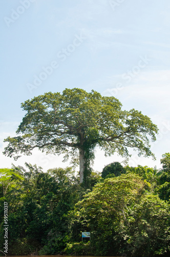 These massive kapok trees grow in the Amazon Rainforest. One in the Cuyabeno Reserve in Ecuador.