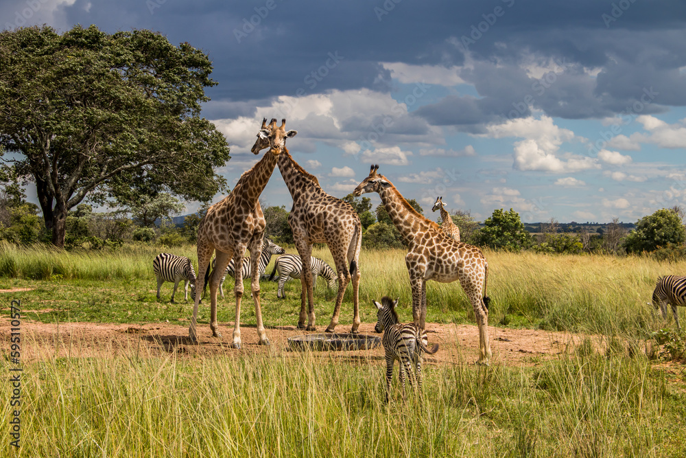 Fototapeta premium Several wild animals (zebra and giraffe), gathering around water source in savannah in national preservation park Imire, in Zimbabwe, scenic landscape before sunset, touristic destination for 1 day