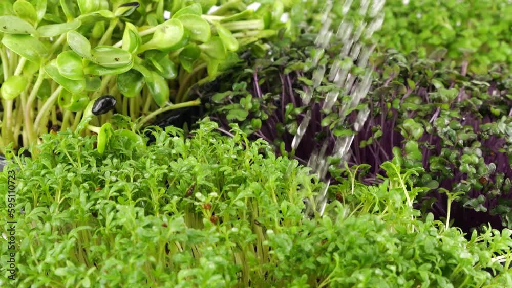 Watering microgreens of water. Cabbage purple seedling, arugula and helianthus. Slow motion. The microgreen in plastic trays. Watering microgreens of water. Cabbage purple seedling, arugula and helianthus. Slow motion. The microgreen in plastic trays.